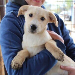 ANIU - vermittelt MD