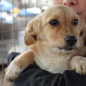 WONDER - vermittelt Kathleen Müller