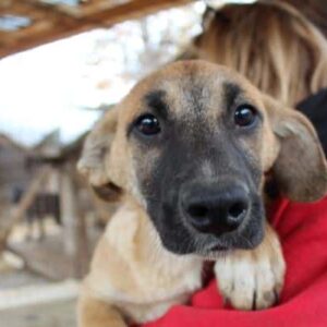 IGOLI - auf PDR PS im PLZ Bezirk 74 - vermittelt