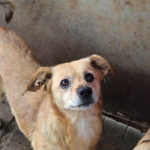 JANA - ausgereist zu TINO