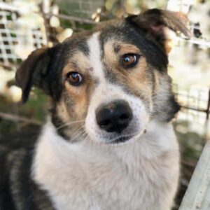 ZUCCHERO - vermittelt BD