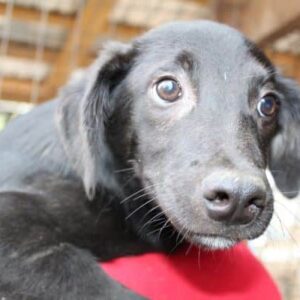 BURLI - auf PDR PS im PLZ Bezirk 5 - vermittelt