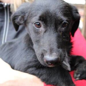 INIMA - auf PDR PS im PLZ Bezirk 97 - vermittelt