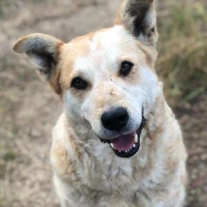 SUZETTE - vermittelt Kathleen Müller