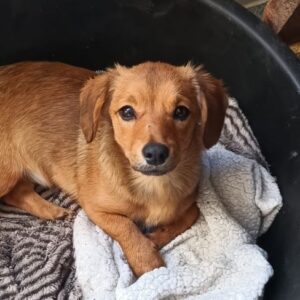 MARYLIN (♀) - ausgereist zum TH Wannigsmühle