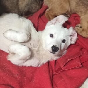 SNOWMAN (♂) - auf PDR PS im PLZ Bezirk 23 - vermittelt