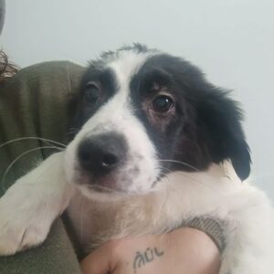 DOTTY (♀) - ausgereist zur Tierhilfe Lebenswert