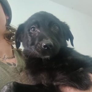 SHADOW (♀) - ausgereist zur Tierhilfe Lebenswert