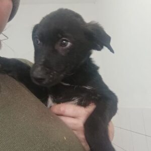 BARCLAY (♂) - reserviert Tierhilfe Lebenswert DR - vermittelt