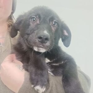 JURO (♂) - ausgereist zur Tierhilfe Lebenswert