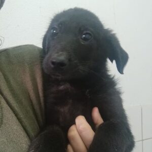 SHADY (♂) - vermittelt LS