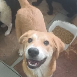 OLCHI (♂) – ausgereist zum Kinder- und Tierschutzhof Hahnenberg