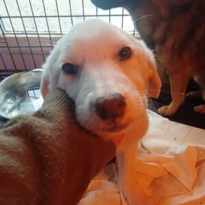 JOLENA (♀) - auf PDR PS im PLZ Bezirk 53 - vermittelt