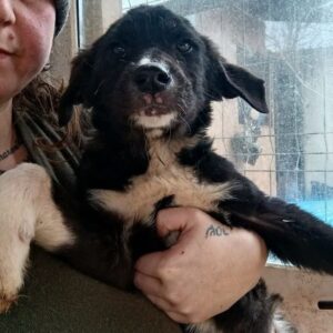 JOSIERA (♀) - auf PDR PS im PLZ Bezirk 18 - vermittelt