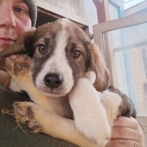 KOA (♂) - ausgereist zum TH Tuttlingen