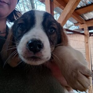 KONGA (♂) - auf PDR PS im PLZ Bezirk 99 - vermittelt