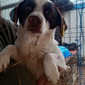 DESNA (♀) - auf PDR PS im PLZ Bezirk 53 - vermittelt