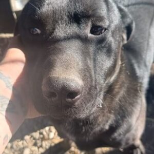 DENZEL (♂) - ausgereist zur Tierhilfe Lebenswert