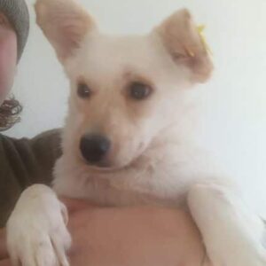 TWINKLE (♀) - reserviert Tierhilfe Lebenswert DR - vermittelt