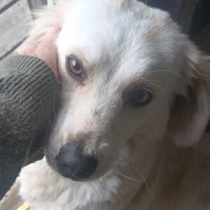 DONATELLA (♀) - ausgereist zu Vierbeiner in Not