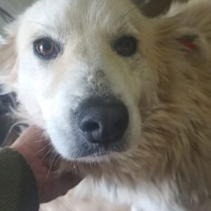 LAISA (♀) - seel. Notfall im Shelter - auf PDR PS im PLZ Bezirk 29 - vermittelt