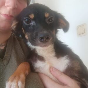 STELLAH (♀) - reserviert Tierhilfe Lebenswert - vermittelt