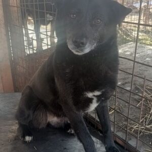 BONSCHUK (♀) - reserviert Tierhilfe Lebenswert DR - vermittelt