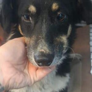 BESSIE (♀) - Notfall: stark deformierte Vorderbeine - auf PDR PS im PLZ Bezirk 18