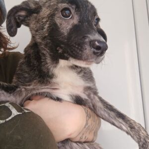 CONRAD (♂) - ausgereist zur Tierhilfe Lebenswert