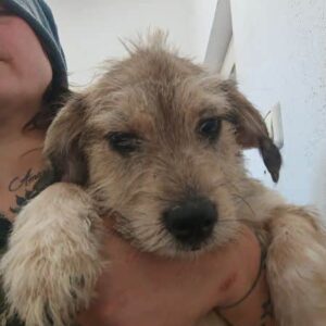 KAJKO (♂) - ausgereist zur Tierhilfe Lebenswert