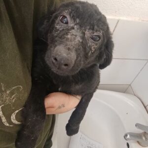 JOLIENA (♀) - ausgereist zum TH Tuttlingen