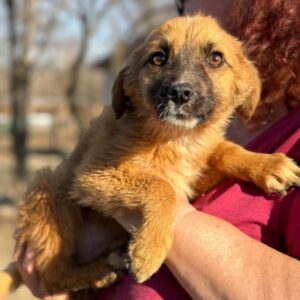 DARLING (♀) - auf PDR PS im PLZ Bezirk 6 - vermittelt