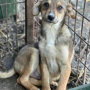 SESAM (♂) - ausgereist zur Hundescheune Fläming