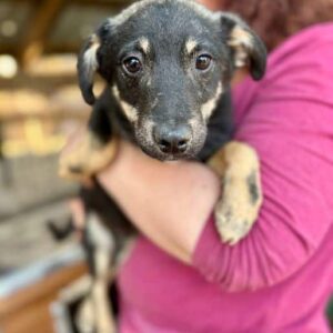 LALO (♂) - vermittelt MD