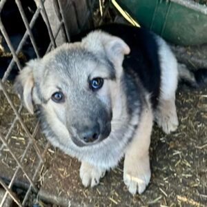 MATTIE (♂) - auf PDR PS im PLZ Bezirk 63 - vermittelt