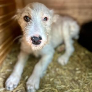 PIA (♀) - auf PDR PS im PLZ Bezirk 15 - vermittelt