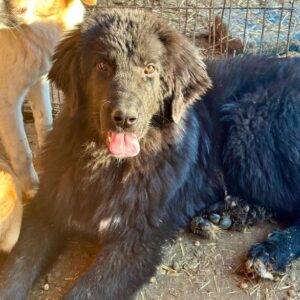 OSCO (♂) - ausgereist zur Hundescheune Fläming