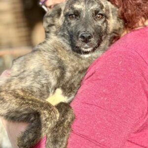 MERLE (♀) - ausgereist zur Hundehilfe Kreta e.V.