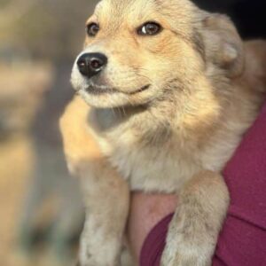 AURICA (♀) - auf PDR PS im PLZ Bezirk 21 - vermittelt