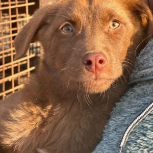 TALITA (♀) - auf PDR PS im PLZ Bezirk 24 - vermittelt