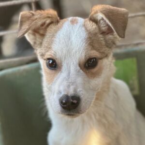 PAULCHEN (♂) - auf PDR PS im PLZ Bezirk 92 *ausgereist*