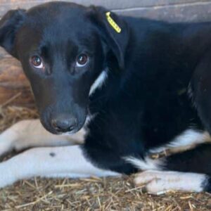 CRICKET (♂) - beginnende Hautprobleme