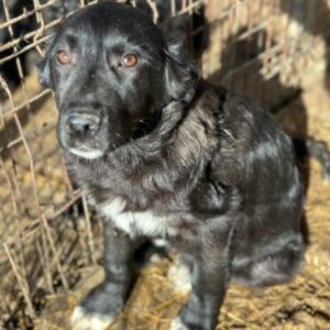 CHASE (♂) - ausgereist auf PDR PS im PLZ Bezirk 91 - vermittelt