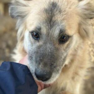 LILLE (♀) - auf PDR PS im PLZ Bezirk 78- RBB 10/24