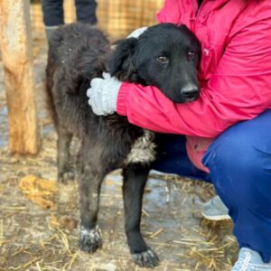 MARYLIN (♀) - auf PDR PS im PLZ Bezirk 5 - vermittelt