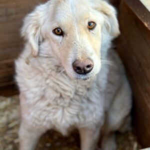 BLANCA (♀) - vermittelt Betty