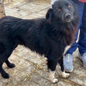 LITTLEFOOT (♂) - auf PS im PLZ Bereich 86 - vermittelt