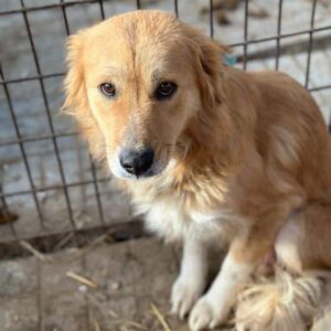 GOLDA (♀) - ausgereist auf PDR PS im PLZ Bezirk 72 - vermittelt