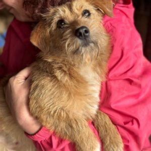 TASMIN (♀) - auf PDR PS im PLZ Bezirk 63 - vermittelt