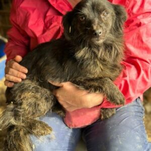 TIPHAINE (♀) - ausgereist zu Vierbeiner in Not